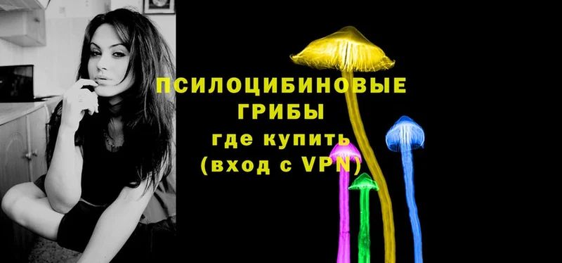 Псилоцибиновые грибы Psilocybe  Каргат 